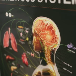 nervous system diagram