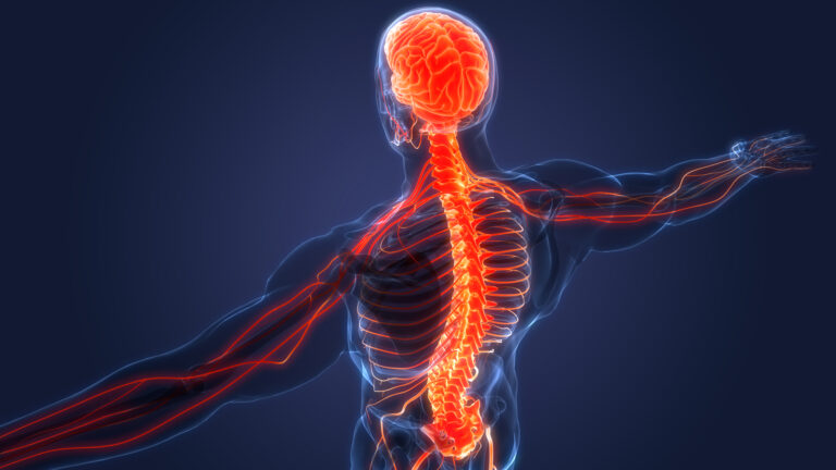 Medical illustration of the human nervous system showing the pathway between spinal proprioception and the brain's ability to regulate stress through the parasympathetic system.